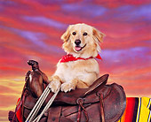 DOG 03 RK0204 04
Head Shot Of Golden Retriever Mix Wearing Red Bandana On Saddle Sunset Background