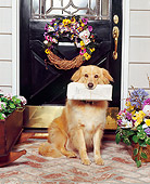 DOG 03 RK0222 07
Golden Retriever Mix Sitting With Newspaper In Mouth By Front Door