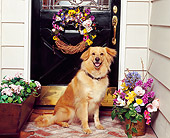 DOG 03 RK0223 03
Golden Retriever Mix Sitting In Front Of Door By Flowers