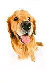 DOG 03 RK0249 23
Wide Angle Of Golden Retriever On White Seamless