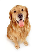 DOG 03 RK0249 25
Wide Angle Of Golden Retriever On White Seamless