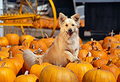 DOG 03 RK0266 02
Golden Retriever Mix Sunday Sitting Surrounded By Pumpkins