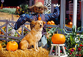 DOG 03 RK0267 01
Golden Retriever Mix Sunday Sitting On Hay By Scarecrow And Pumpkins