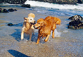 DOG 03 RK0303 08
Two Golden Retriever Dogs Walking Together By Shore Playing With Stick