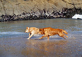 DOG 03 RK0310 03
Profile Shot Of Two Golden Retriever Dogs Running On Wet Sand Ocean And Rocks Background