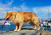 DOG 03 RK0387 23
Golden Retriever Standing On Dock At Marina