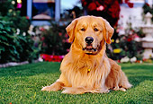 DOG 03 RK0416 05
Golden Retriever Laying On Grass By Flowers Fountain Building