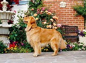 DOG 03 RK0417 06
Golden Retriever Standing On Sidewalk By Flowers Fountain Building