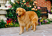 DOG 03 RK0417 07
Golden Retriever Standing On Sidewalk By Flowers Fountain Building