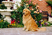 DOG 03 RK0417 15
Golden Retriever Standing On Sidewalk By Flowers Fountain Building