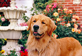 DOG 03 RK0417 19
Golden Retriever Standing On Sidewalk By Flowers Fountain Building