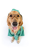 DOG 03 RK0476 01
Golden Retriever Dressed Like Surgeon Sitting On White Seamless