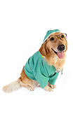 DOG 03 RK0477 01
Golden Retriever Dressed Like Surgeon Sitting On White Seamless