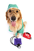 DOG 03 RK0478 01
Golden Retriever Dressed Like Surgeon Sitting On White Seamless