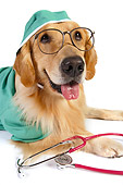 DOG 03 RK0479 01
Golden Retriever Dressed Like Surgeon Laying On White Seamless