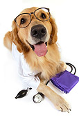 DOG 03 RK0480 01
Golden Retriever Dressed Like Doctor Laying On White Seamless
