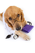 DOG 03 RK0481 01
Golden Retriever Dressed Like Doctor Laying On White Seamless