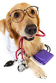 DOG 03 RK0482 01
Golden Retriever Dressed Like Doctor With Stethoscope In Mouth Laying On White Seamless