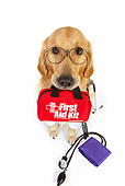 DOG 03 RK0483 01
Golden Retriever Dressed Like Doctor With First Aid Kit In Mouth Sitting On White Seamless