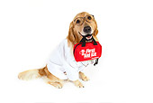 DOG 03 RK0484 01
Golden Retriever Dressed Like Doctor With First Aid Kit In Mouth Sitting On White Seamless