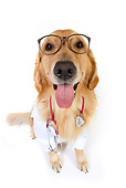 DOG 03 RK0486 01
Golden Retriever Dressed Like Doctor Sitting On White Seamless
