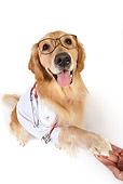 DOG 03 RK0487 01
Golden Retriever Dressed Like Doctor Shaking Hands Sitting On White Seamless