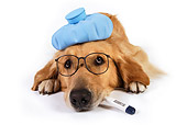 DOG 03 RK0488 01
Sick Golden Retriever Laying On White Seamless