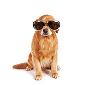 DOG 03 RK0497 01
Golden Retriever Sitting On White Seamless Wearing Sunglasses