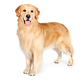 DOG 03 RK0502 01
Golden Retriever Standing On White Seamless