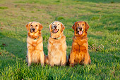 DOG 03 RK0522 01
Three Golden Retrievers Sitting On Grass