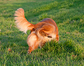 DOG 03 RK0524 01
Golden Retriever Lifting Leg On Grass