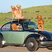 DOG 03 RK0525 01
Golden Retrievers Inside And On Top Of Volkswagen Beetle