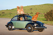 DOG 03 RK0526 01
Golden Retrievers Inside And On Top Of Volkswagen Beetle
