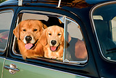 DOG 03 RK0528 01
Close-Up Of Golden Retrievers Inside Volkswagen Beetle