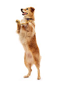 DOG 03 RK0529 01
Golden Retriever Standing On Hind Legs On White Seamless