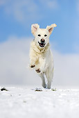 DOG 03 SS0010 01
Golden Retriever Running On Snow