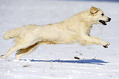 DOG 03 SS0011 01
Golden Retriever Running On Snow Profile