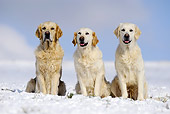 DOG 03 SS0012 01
Golden Retrievers Sitting On Snow