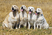 DOG 03 SS0013 01
Golden Retrievers Sitting On Meadow