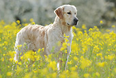DOG 03 SS0015 01
Golden Retriever Standing In Spring Meadow