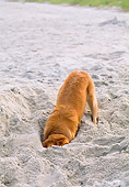 DOG 03 CE0002 01
Golden Retriever Digging Hole In Sand At Beach