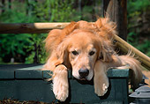 DOG 03 CE0005 01
Head On View Of Golden Retriever Laying On Steps