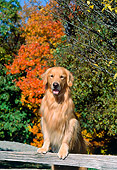 DOG 03 CE0007 01
Golden Retriever Stepping On Fence Rail By Autumn Trees