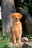 DOG 03 CE0008 01
Golden Retriever Stepping On Rock By Tree