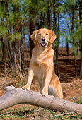 DOG 03 CE0009 01
Golden Retriever Stepping On Branch By Pine Trees