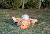 DOG 03 CE0014 01
Golden Retriever Laying On Back On Grass By Trees