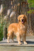 DOG 03 CE0016 01
Golden Retriever Standing On Dock By Reeds