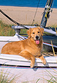 DOG 03 CE0018 01
Golden Retriever Laying On Catamaran At Beach