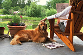 DOG 03 DB0003 01
Golden Retriever Laying On Porch By Owner