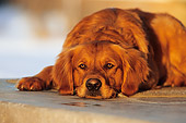 DOG 03 DB0006 01
Golden Retriever Laying Down On Deck
